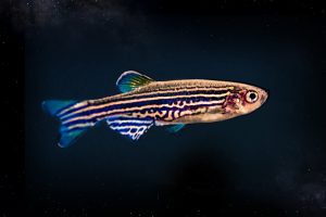 FISHinSPACE – Zebrafish Larvae to Study Vertebrate Physiology in Space